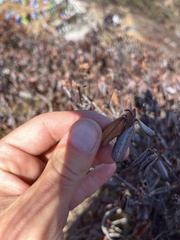 Rhododendron anthopogon