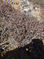 Rhododendron anthopogon