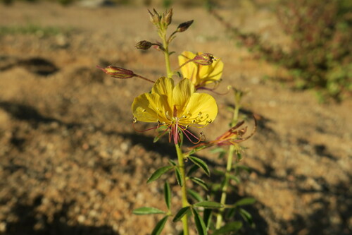 Kersia kalachariensis image