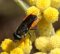 Odontomyia flavissima