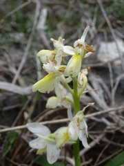 Orchis pauciflora