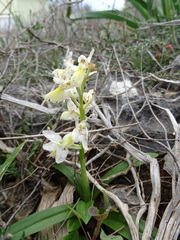 Orchis pauciflora