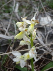 Orchis pauciflora