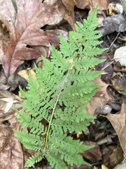Athyrium asplenioides