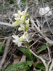 Orchis pauciflora