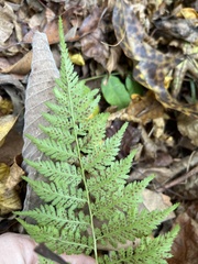 Athyrium asplenioides