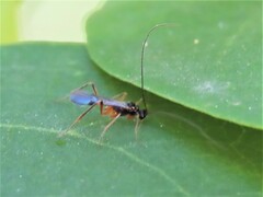 Macrocentrus aegeriae