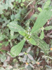 Spermacoce verticillata