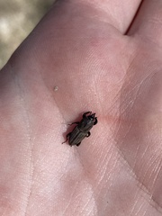 Sphenophorus coesifrons