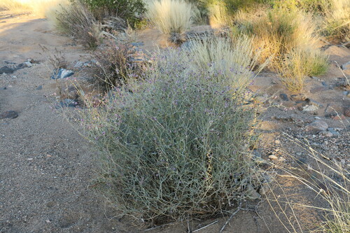 Polygala seminuda image