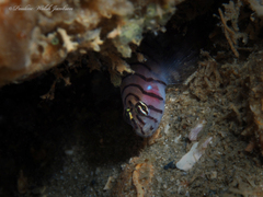 Tigrigobius macrodon