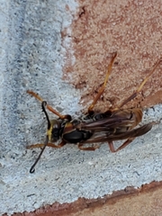 Polistes fuscatus
