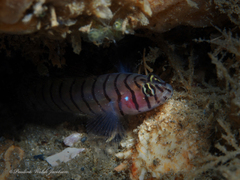 Tigrigobius macrodon