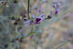 Polygala seminuda image