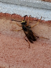 Polistes fuscatus