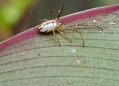 Leucauge