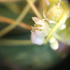 Cuscuta