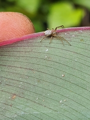 Leucauge