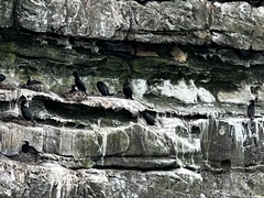 Phalacrocorax capensis