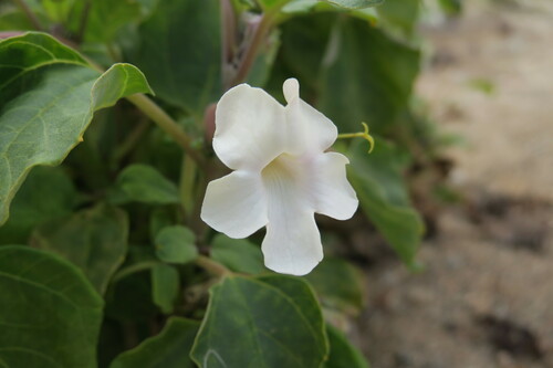 Image of White Djirrie (Rogeria longiflora) by (c) nearwildhelen, some rights reserved (CC BY)