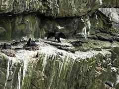 Phalacrocorax capensis
