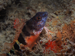 Malacoctenus triangulatus