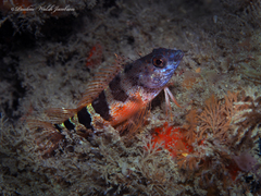 Malacoctenus triangulatus