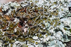 Parmelina carporrhizans