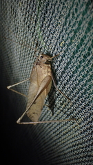Mecopoda