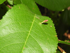 Eriophyes cerasicrumena