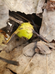 Pemphigus obesinymphae