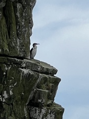 Phalacrocorax carbo lucidus