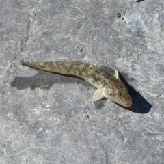 Rhinogobius candidianus