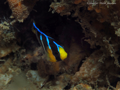 Holacanthus bermudensis