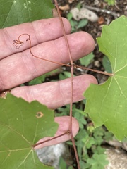 Vitis monticola