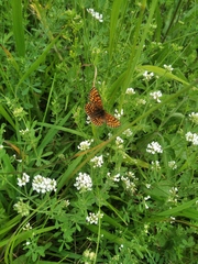 Melitaea aurelia