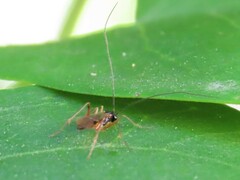 Macrocentrus aegeriae