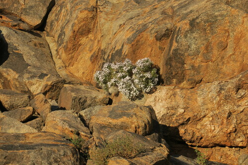 Desert Jaybee (Jamesbrittenia ramosissima)