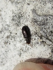 Rabocerus gabrieli