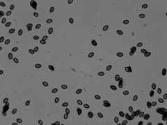 Psilocybe azurescens