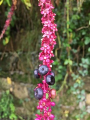 Phytolacca heterotepala