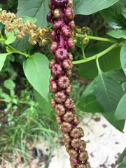 Phytolacca heterotepala
