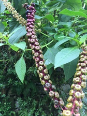 Phytolacca heterotepala