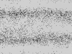 Psilocybe azurescens