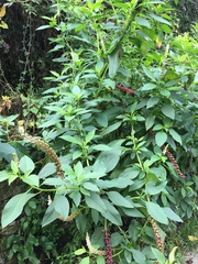 Phytolacca heterotepala