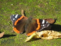 Vanessa atalanta