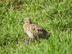 Burhinus capensis