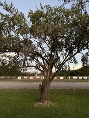 Melaleuca