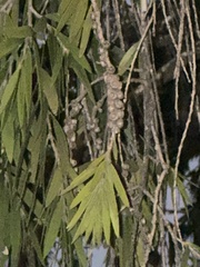 Melaleuca