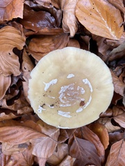 Amanita junquillea